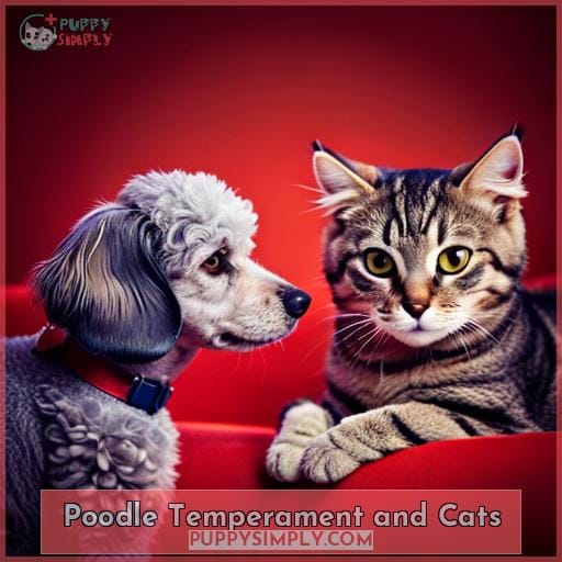 Poodle Temperament and Cats