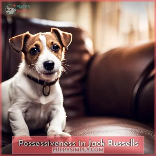Possessiveness in Jack Russells