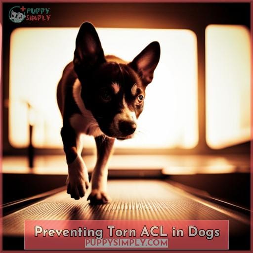Preventing Torn ACL in Dogs