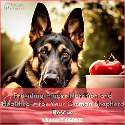 Providing Proper Nutrition and Healthcare for Your German Shepherd Rescue