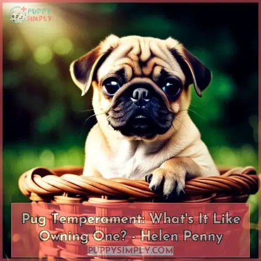 pug temperament whats it like owning one