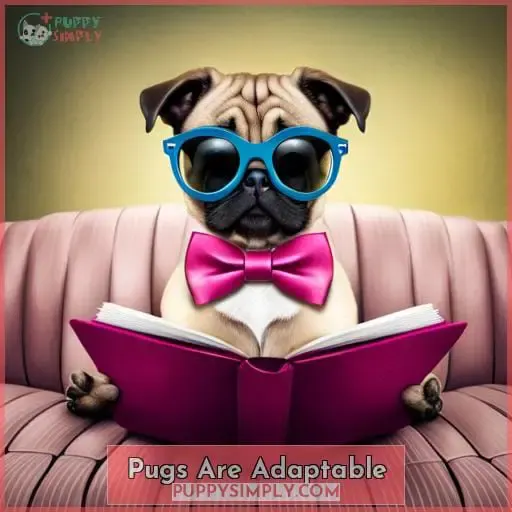 Pugs Are Adaptable