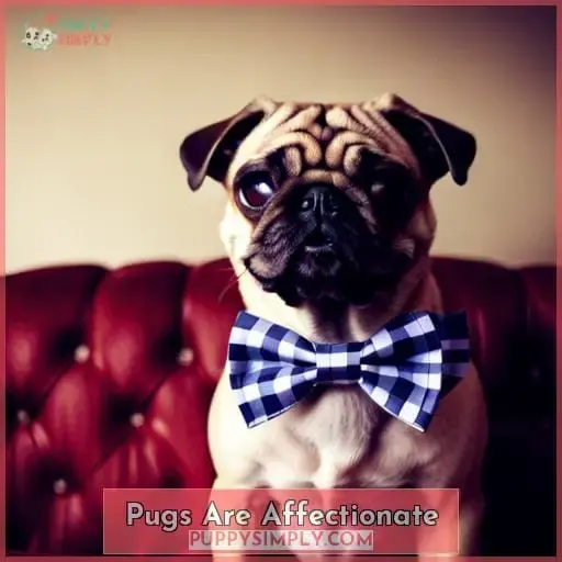 Pugs Are Affectionate