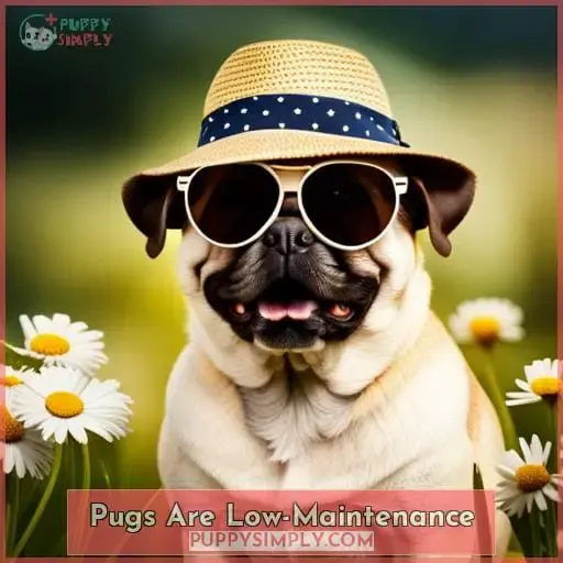 Pugs Are Low-Maintenance