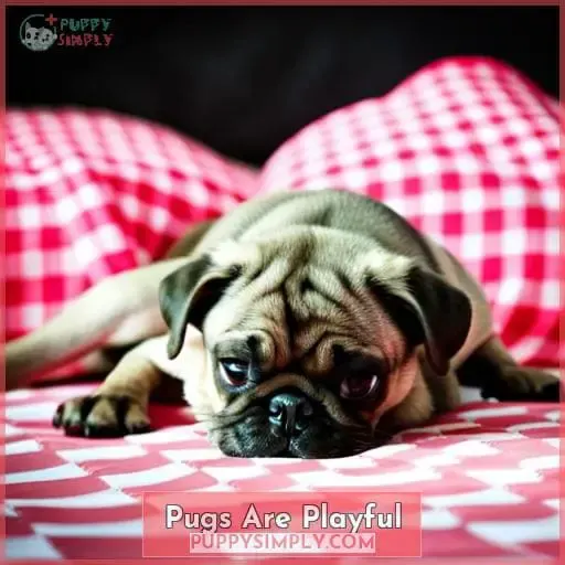 Pugs Are Playful