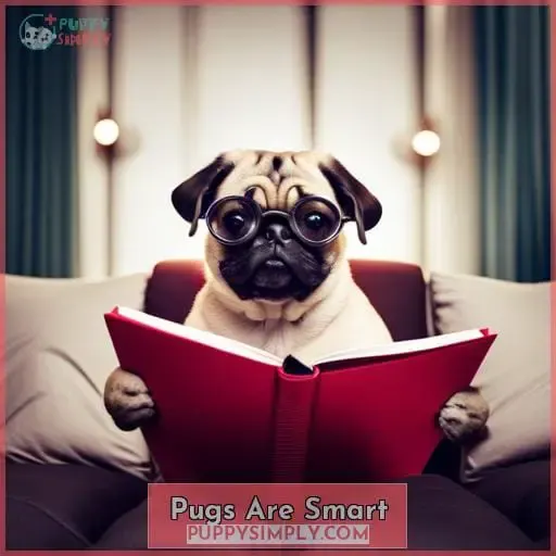 Pugs Are Smart