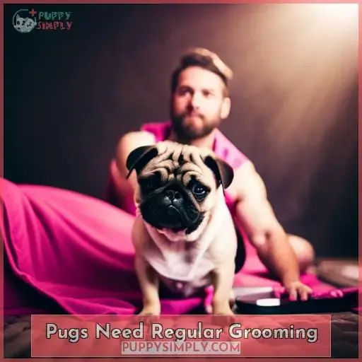 Pugs Need Regular Grooming