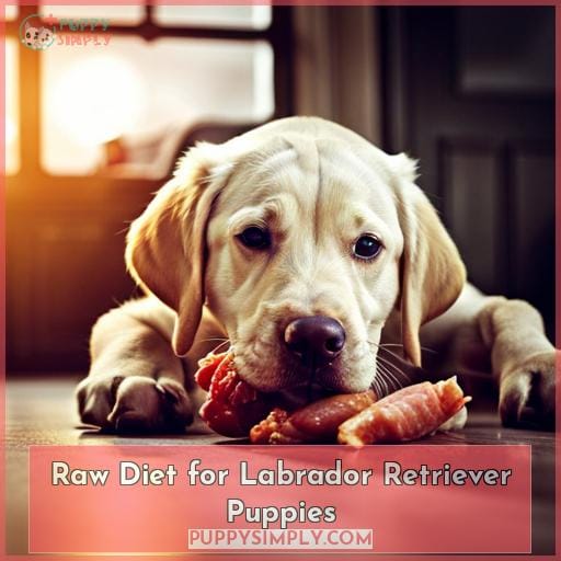 Raw Diet for Labrador Retriever Puppies
