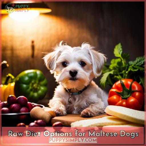 Raw Diet Options for Maltese Dogs