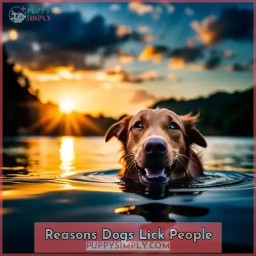 Reasons Dogs Lick People