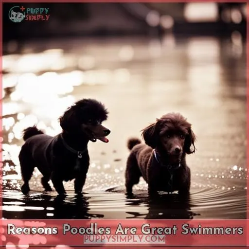 Reasons Poodles Are Great Swimmers