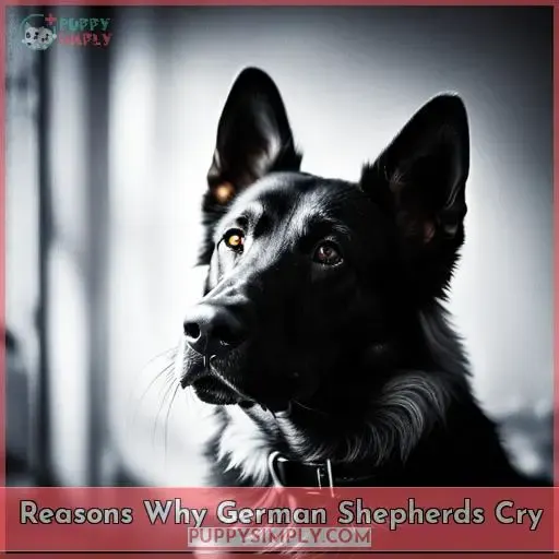 Reasons Why German Shepherds Cry