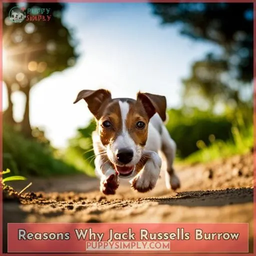 Reasons Why Jack Russells Burrow