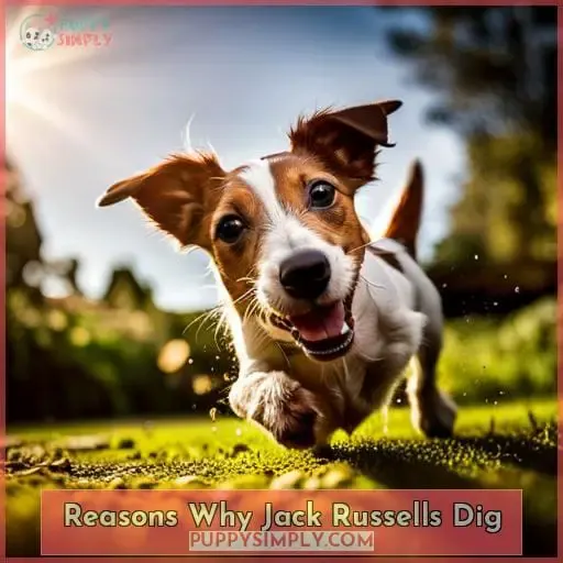 Reasons Why Jack Russells Dig