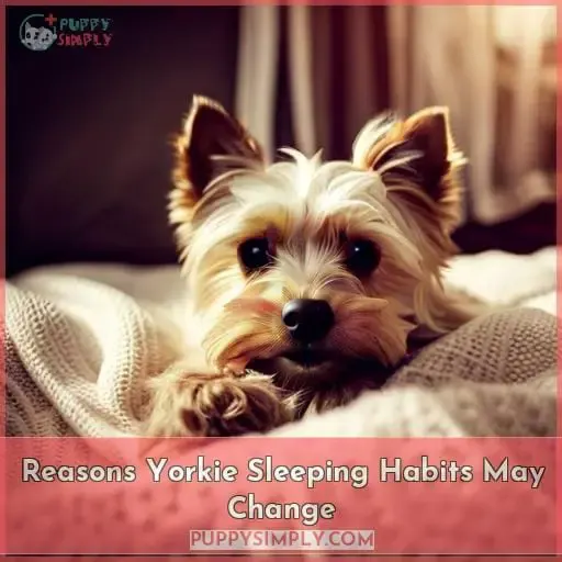 Reasons Yorkie Sleeping Habits May Change