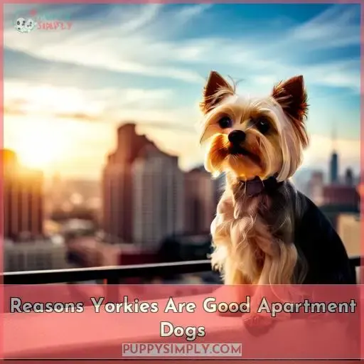 Reasons Yorkies Are Good Apartment Dogs