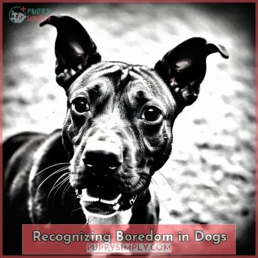 Recognizing Boredom in Dogs