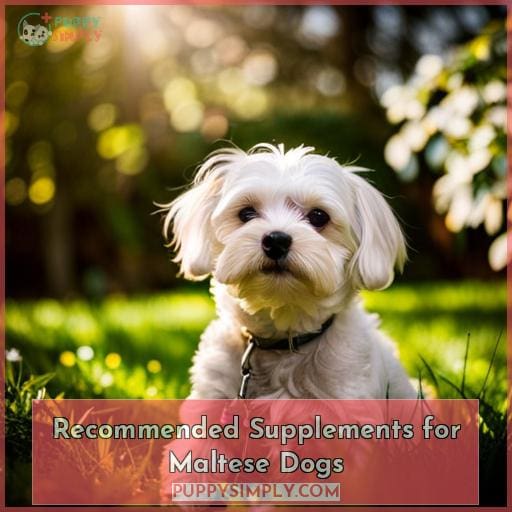 Recommended Supplements for Maltese Dogs
