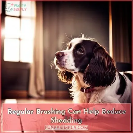 Regular Brushing Can Help Reduce Shedding