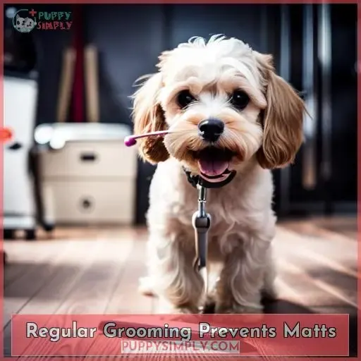 Regular Grooming Prevents Matts