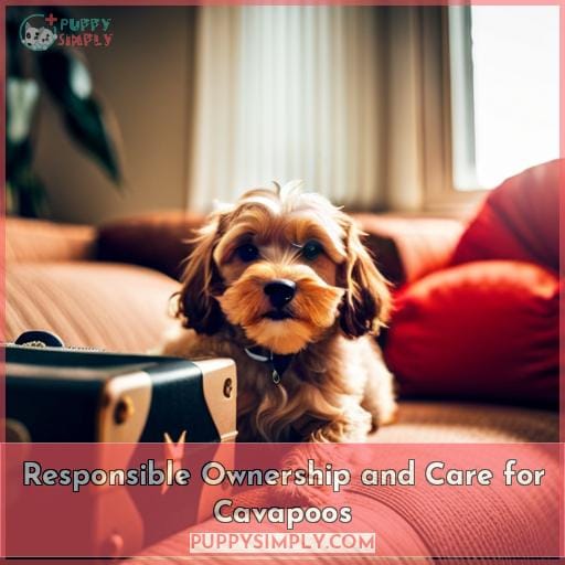 Responsible Ownership and Care for Cavapoos