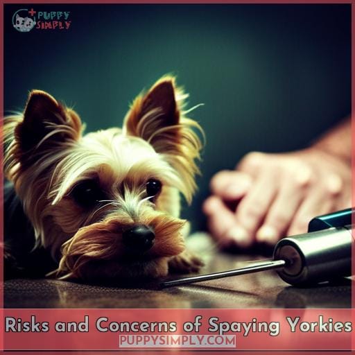 Risks and Concerns of Spaying Yorkies