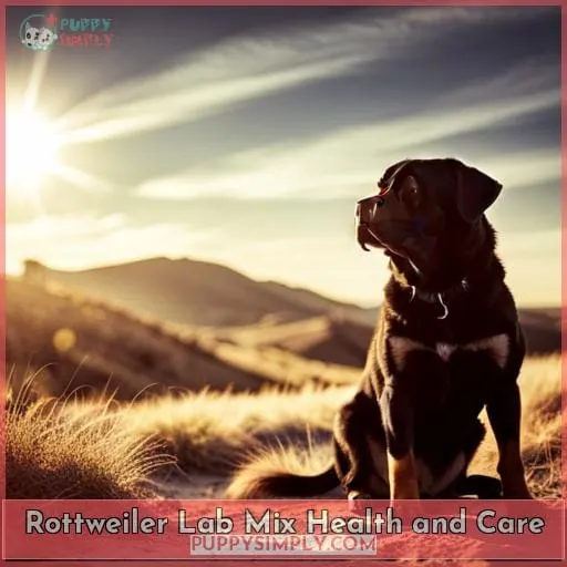 Rottweiler Lab Mix Health and Care