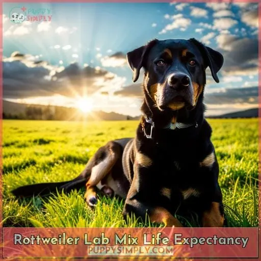 Rottweiler Lab Mix Life Expectancy