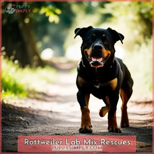 Rottweiler Lab Mix Rescues