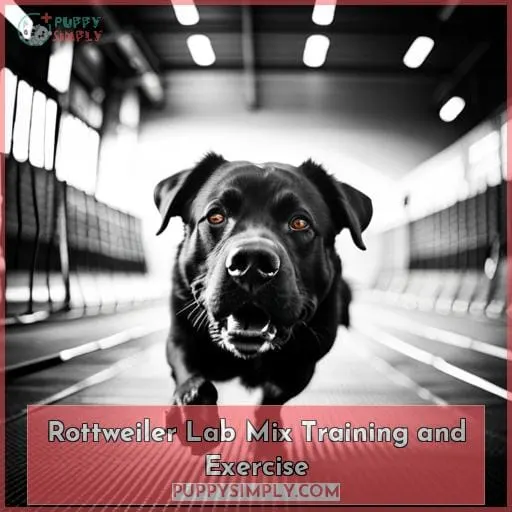 Rottweiler Lab Mix Training and Exercise