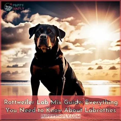 rottweiler labrador mixes labrottie a complete guide