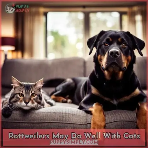 Rottweilers May Do Well With Cats
