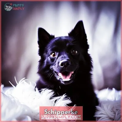 Schipperke