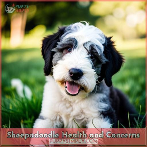 Sheepadoodle Health and Concerns