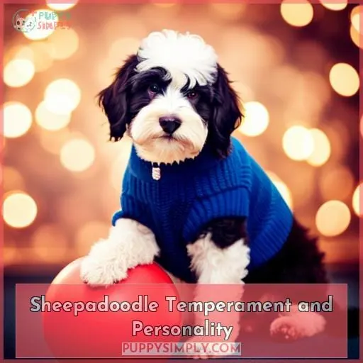 Sheepadoodle Temperament and Personality
