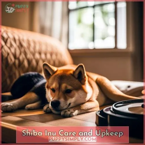 Shiba Inu Care and Upkeep