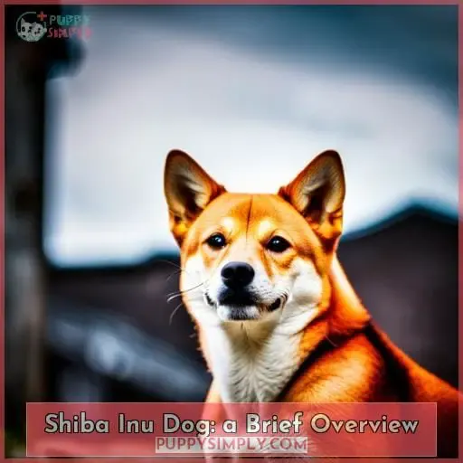 Shiba Inu Dog: a Brief Overview