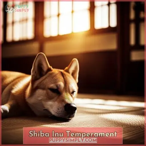Shiba Inu Temperament