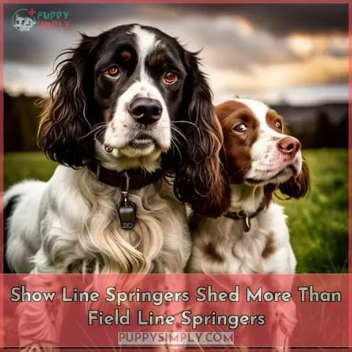 Show Line Springers Shed More Than Field Line Springers