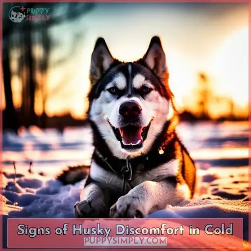 Signs of Husky Discomfort in Cold