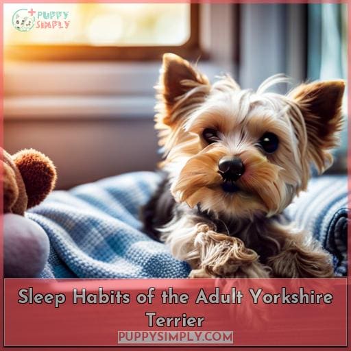 Sleep Habits of the Adult Yorkshire Terrier