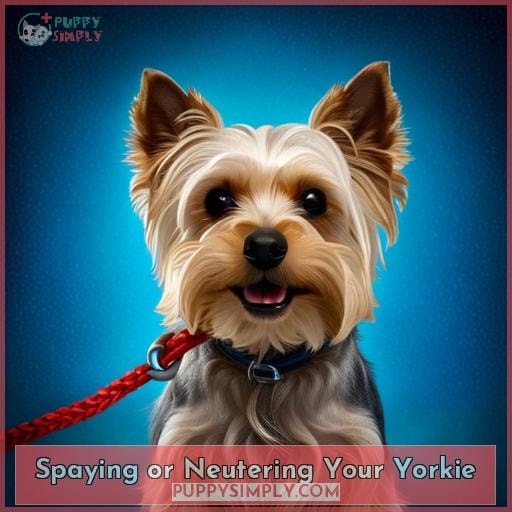 Spaying or Neutering Your Yorkie