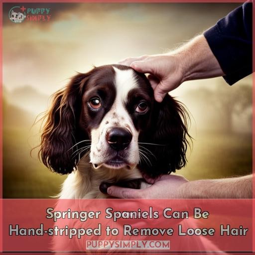 Springer Spaniels Can Be Hand-stripped to Remove Loose Hair