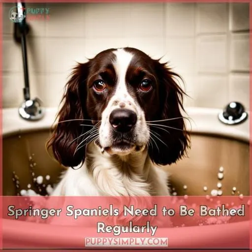 Springer Spaniels Need to Be Bathed Regularly
