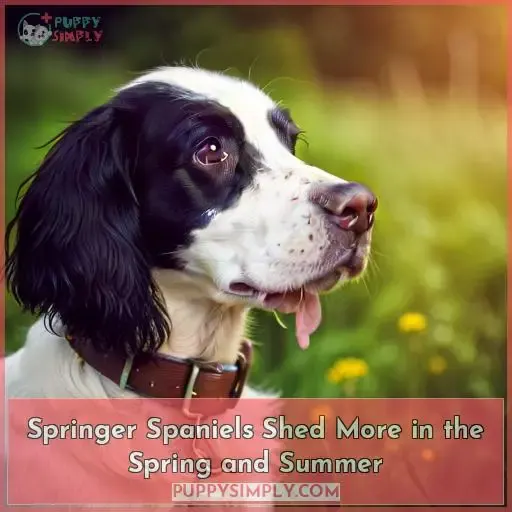 Springer Spaniels Shed More in the Spring and Summer