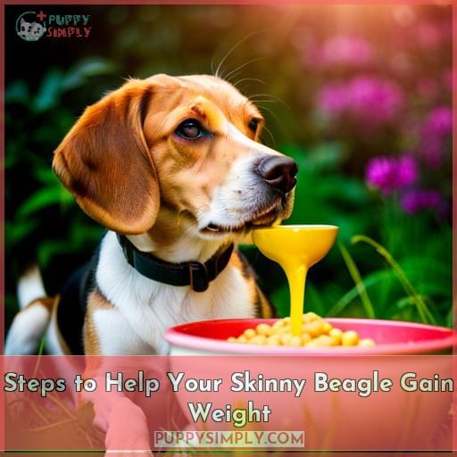 Steps to Help Your Skinny Beagle Gain Weight