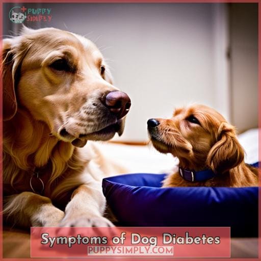 Symptoms of Dog Diabetes