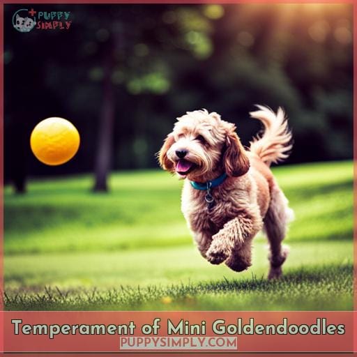 Temperament of Mini Goldendoodles