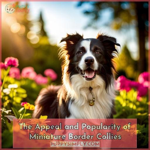 The Appeal and Popularity of Miniature Border Collies