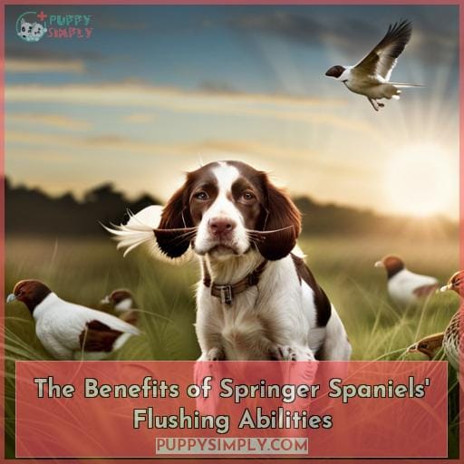 The Benefits of Springer Spaniels